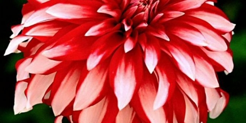 Retalizacija i briga o georghines santa claus