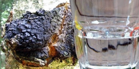 Recepti kuhajući tinist na chage