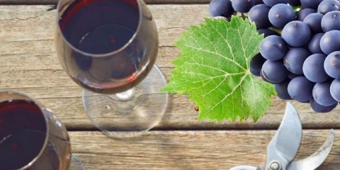 Recepti pripreme različitih vrsta vina kod kuće iz grožđa isabella sorta