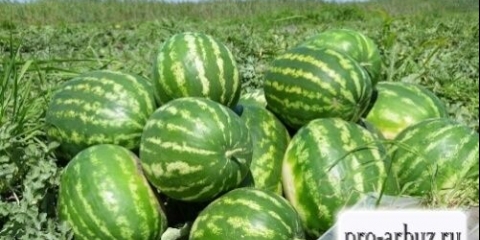 Shema slijetanja arbuzov