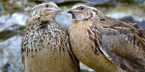 Simptomi prepelice i metode njihovog tretmana