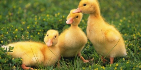 Simptomi bolesti od gezata i metoda njihovog tretmana