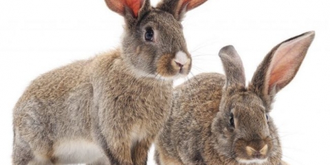 Simptomi i liječenje uho bolesti u zečevima