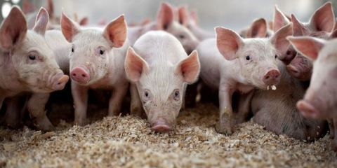 Simptomi, liječenje, prevencija svinja