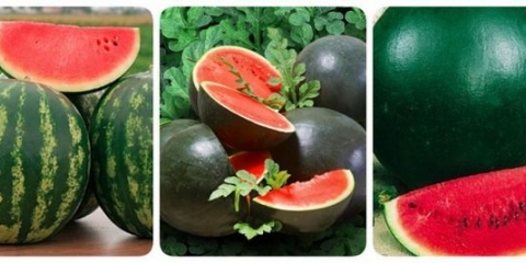 Sakupljamo žetvu lubenica u srednjoj traci rusije