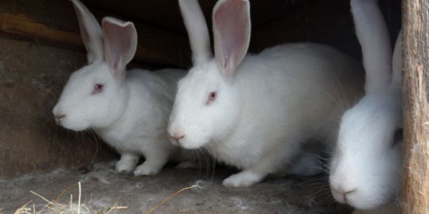 Sadržaj i briga za pasmina zečeva bijeli div