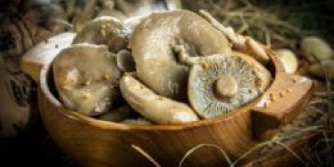 Saned groove: najbolji recepti od vrućeg u hladni znak