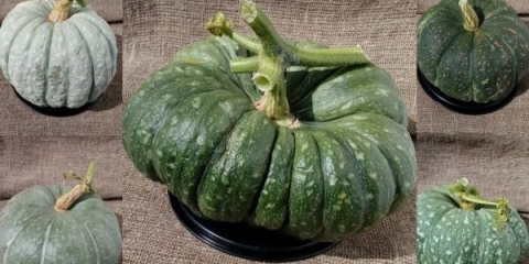 Sorte sa fotografijama i opis bundeve zelene boje: da li kupiti i uzgajati zdravo voće