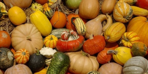 Sorte bundeve: vrtlar za baštovan za grupe i sorte povrća