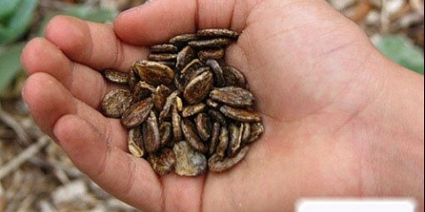 Rok trajanja sjemenki lubenice