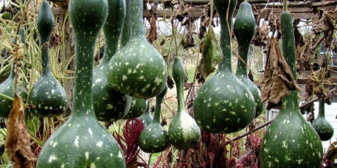 Bočica bundeve: opis i karakteristike raznolikosti. Da li vrijedi kupiti sjeme?