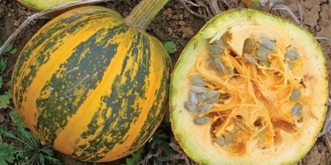 Bundeva - okupljanje: opis i karakteristike, najbolje ocjene