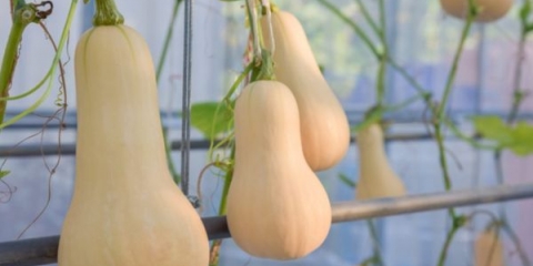 Pumpkin španska gitara: karakteristike uzgoja i glavnih karakteristika. Da li vrijedi kupiti raznolikost?