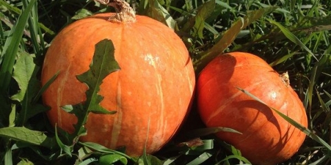 Pumpkin smile - opis i fotografija sorti, paketa uzgoja, recenzija