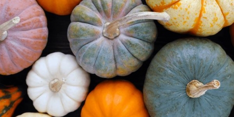 Kuhajte najukusniju i korisnu bundevu: izbor pravih savjeta