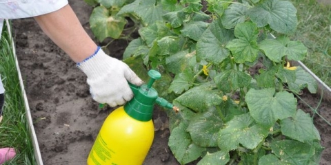 Ekstraktivno hranjenje krastavaca: kada i kako