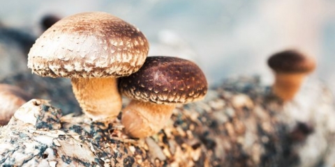 Uzgajajte gljive (5 vrsta gljiva)