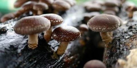 Rastući gljive shiitake (2 načina)