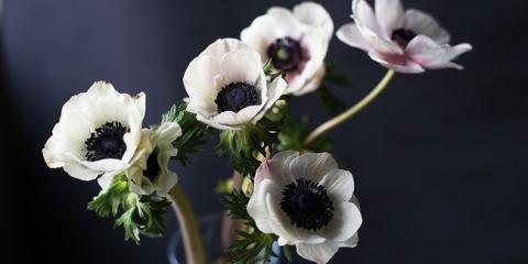 Uzgoj i briga za anemone u otvorenom tlu