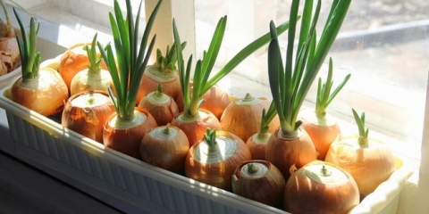 Raste luk na prozoru kod kuće