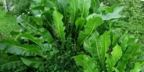 Billet shrena za zimu