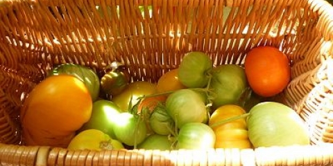 Prazno od zelenog paradajza