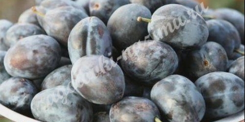 Frost svježe šljive za zimu