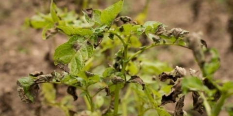 Žuti vrhovi krompira - dijagnoza krompirnih bolesti od vrhova