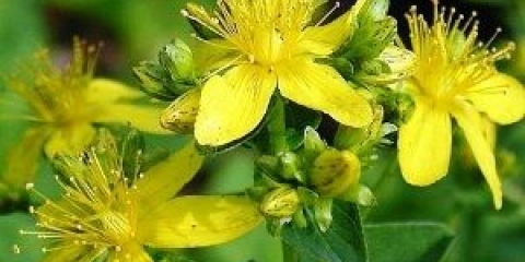 Zver wortalna svojstva i kontraindikacije