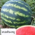 Watermelon bologsky