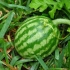 Watermelon se brine od a do z - korisni savjeti i trikovi